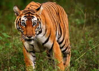 Mexico’s raids on fuel smugglers turn up 135 exotic animals