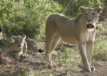 Sheriff warns Indianans to be alert after report of escaped lioness, cub