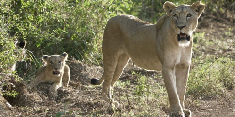 Sheriff warns Indianans to be alert after report of escaped lioness, cub
