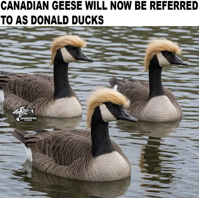 Ducks