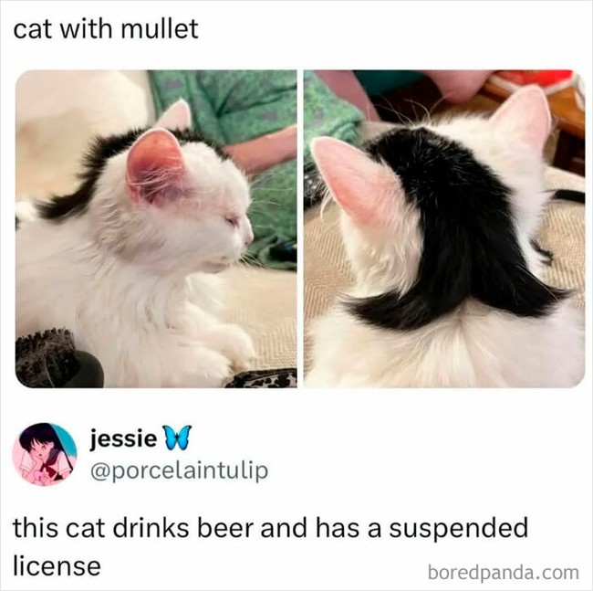 Mullet