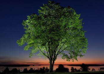 5 questions about the effort to save American elms