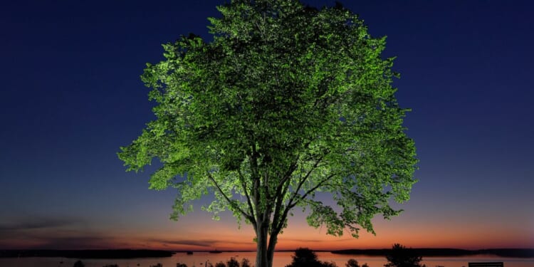 5 questions about the effort to save American elms