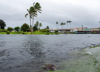 A young green sea turtle fills up on grass as ocean waters started to raise due to the approach of Tropical Storm Lala at Reed's Bay in Hilo, Hawaii, on Aug. 14, 2026.