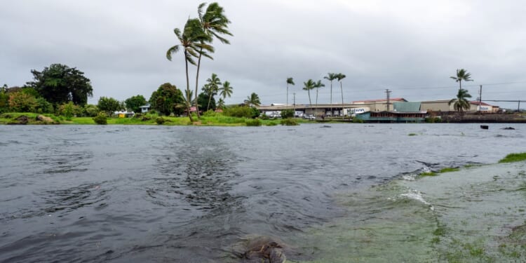 A young green sea turtle fills up on grass as ocean waters started to raise due to the approach of Tropical Storm Lala at Reed's Bay in Hilo, Hawaii, on Aug. 14, 2026.