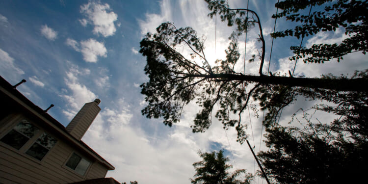 A tall tree leans toward a house under a blue sky with scattered clouds, sunlight shining through the branches. The house is partially visible on the left, and power lines cross the scene.