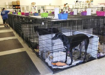 PETA Savaged Kristi Noem. For Abdulrahman Mohamed El-Sayed, It Found Excuses. – PJ Media