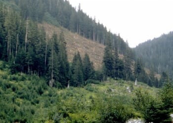 Trump Admin Reopening Logging in National Forests – HotAir
