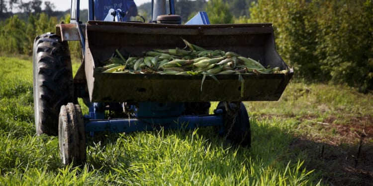 A blue tractor filled with freshly harvested corn sits on a grassy field, with trees and greenery in the background under a partly sunny sky.