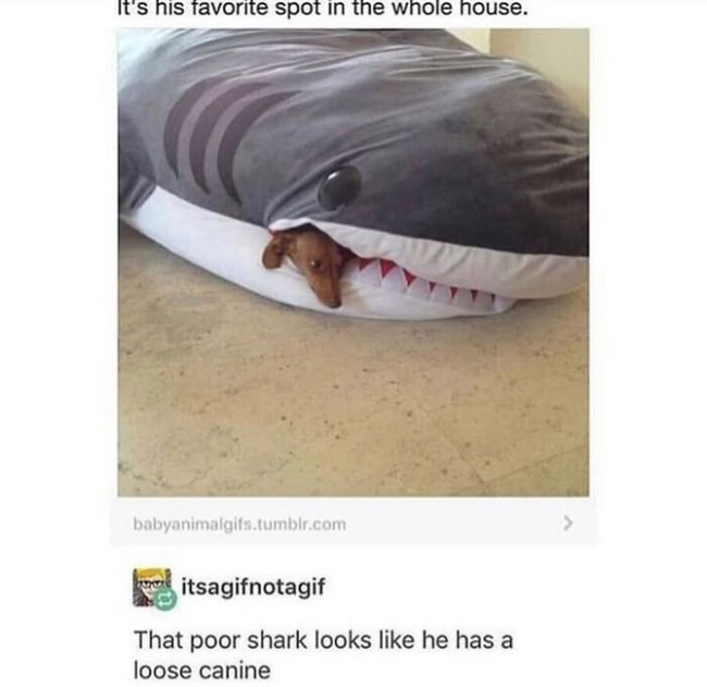 Canine