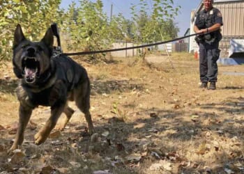 Homeless Dog Evades Euthanasia, Joins the Border Patrol – PJ Media
