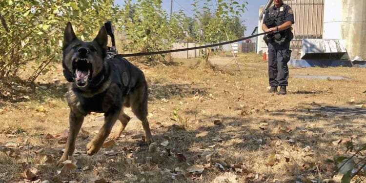 Homeless Dog Evades Euthanasia, Joins the Border Patrol – PJ Media