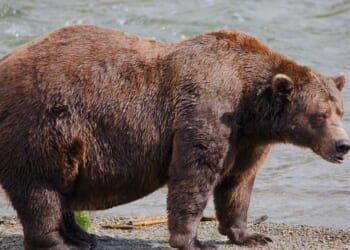 Will 'Chunk,' the 1,200-Pound Brown Bear of Katmai National Park, Repeat As 'Fat Bear' Champion? – PJ Media