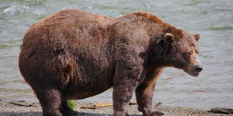 Will 'Chunk,' the 1,200-Pound Brown Bear of Katmai National Park, Repeat As 'Fat Bear' Champion? – PJ Media