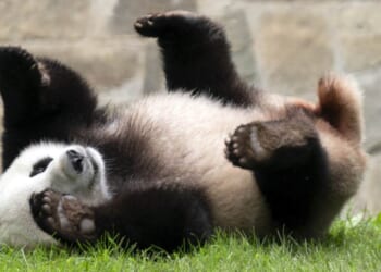 China's Cutest Diplomats Just Landed in Atlanta – PJ Media