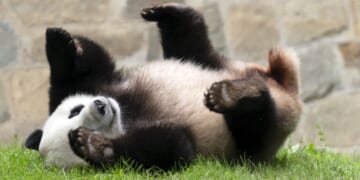China's Cutest Diplomats Just Landed in Atlanta – PJ Media