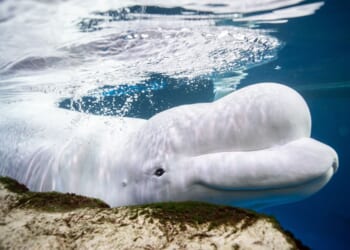 2 beluga whales rescued from shuttered Canadian park have died since relocation to Chicago aquarium