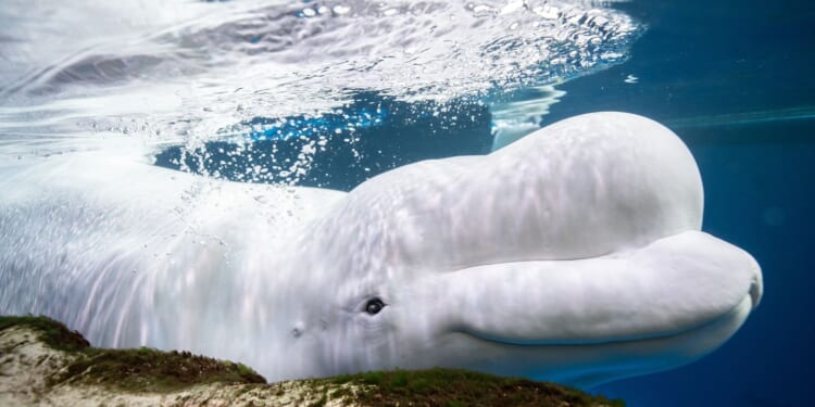 2 beluga whales rescued from shuttered Canadian park have died since relocation to Chicago aquarium