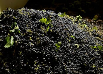 5 questions about California's wine grape crisis