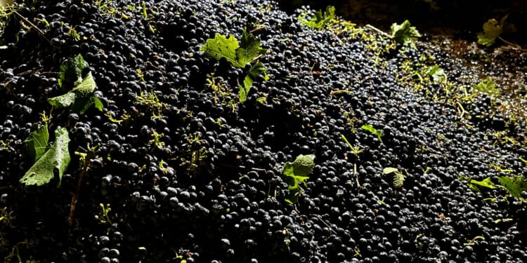 5 questions about California's wine grape crisis