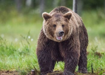 A wild brown bear in the summer forest.