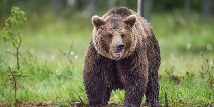 A wild brown bear in the summer forest.