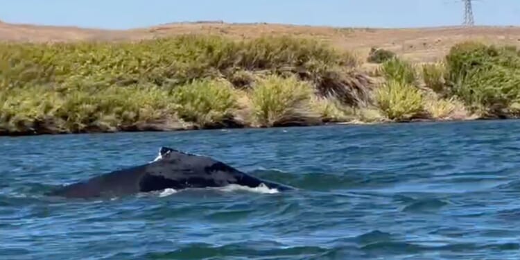 A humpback whale was spotted in a California river, 60 miles from its Pacific Ocean home