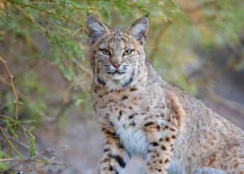 A male bobcat takes a break after a failed attempt on his prey.