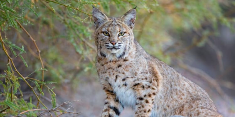 A male bobcat takes a break after a failed attempt on his prey.