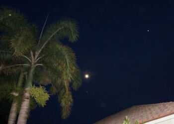 A full moon and palm trees.