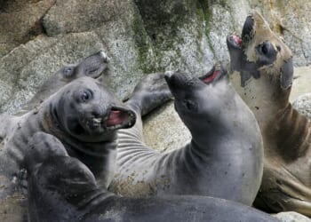 Australia to pull researchers from remote island before elephant seals die en masse from bird flu