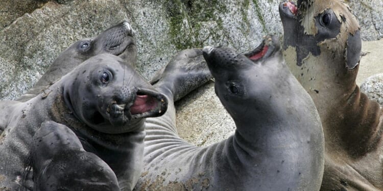 Australia to pull researchers from remote island before elephant seals die en masse from bird flu