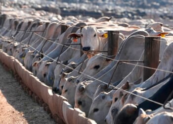 Brazil considers reciprocal measures after EU halts imports of Brazilian goods