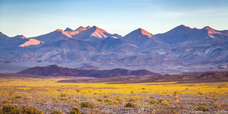 A rare "super bloom" event covering large expanse of the desert valley floor with wildflowers, dominated by the golden yellow of desert gold flowers in Death Valley National Park in California.