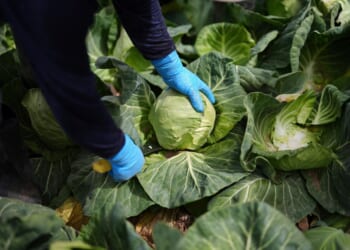 DEA busts 2,000-pound meth shipment disguised as cabbage