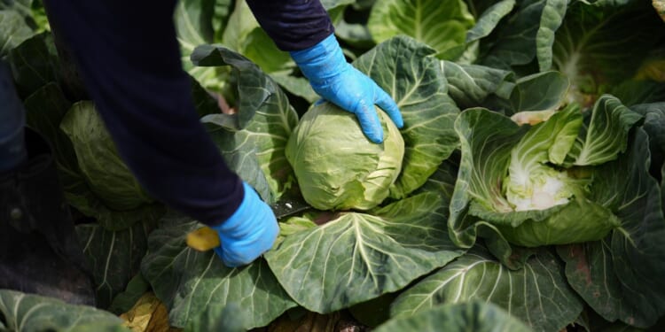 DEA busts 2,000-pound meth shipment disguised as cabbage