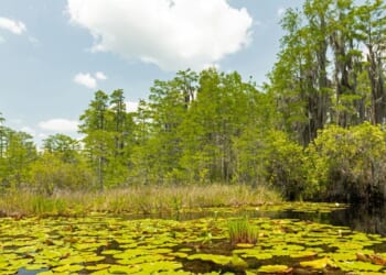 The Okefenokee National Wildlife Refuge wetland scene with floating lily pads in the foreground, tall grasses, and trees with hanging moss under a partly cloudy sky.