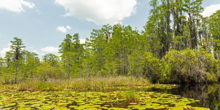 The Okefenokee National Wildlife Refuge wetland scene with floating lily pads in the foreground, tall grasses, and trees with hanging moss under a partly cloudy sky.
