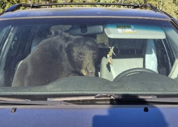 Hungry black bears are running into trouble in the Rocky Mountains