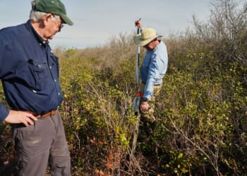 In North Carolina, a race is on to restore critical peatland before it dries up or is destroyed