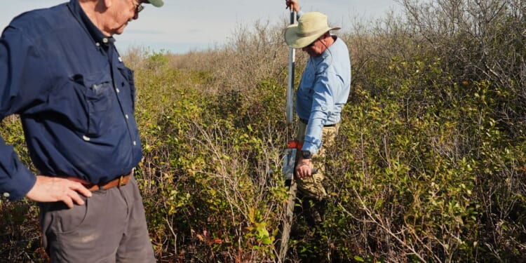In North Carolina, a race is on to restore critical peatland before it dries up or is destroyed
