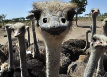 Ostriches gather round a camera at Peniel Ostrich Farm in Santa Cruz, Bolivia, in a file photo from 2014. Ostrich meat is being used as a beef substitute by people who have been rendered allergic to mammal meat by tick bites.