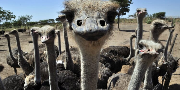 Ostriches gather round a camera at Peniel Ostrich Farm in Santa Cruz, Bolivia, in a file photo from 2014. Ostrich meat is being used as a beef substitute by people who have been rendered allergic to mammal meat by tick bites.