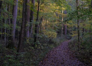 Autumn foliage is seen on a trail at Griffy Lake Nature Preserve after a rain shower on Oct. 19, 2025, in Bloomington, Indiana.