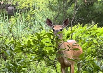 Maryland hunter charged after mistaking woman for deer, killing her