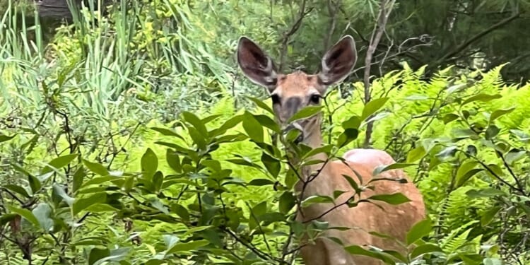 Maryland hunter charged after mistaking woman for deer, killing her