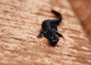Newts Get a Veto. Piddington’s Women Don’t. – HotAir