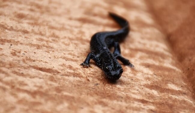 Newts Get a Veto. Piddington’s Women Don’t. – HotAir