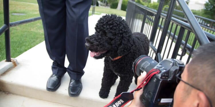 Obama family's pet dog Sunny dies at 13