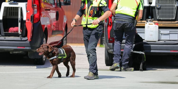 A K-9 unit during an emergency.